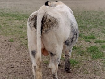 Speckle park cross Bull. Well grown and Ready to work.