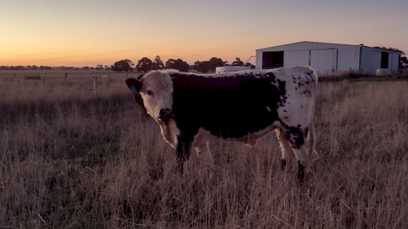 Speckle Park X Bull. 