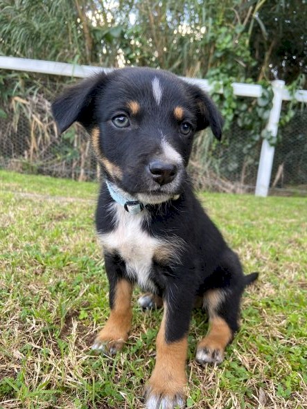 Purebred Kelpie Pups 