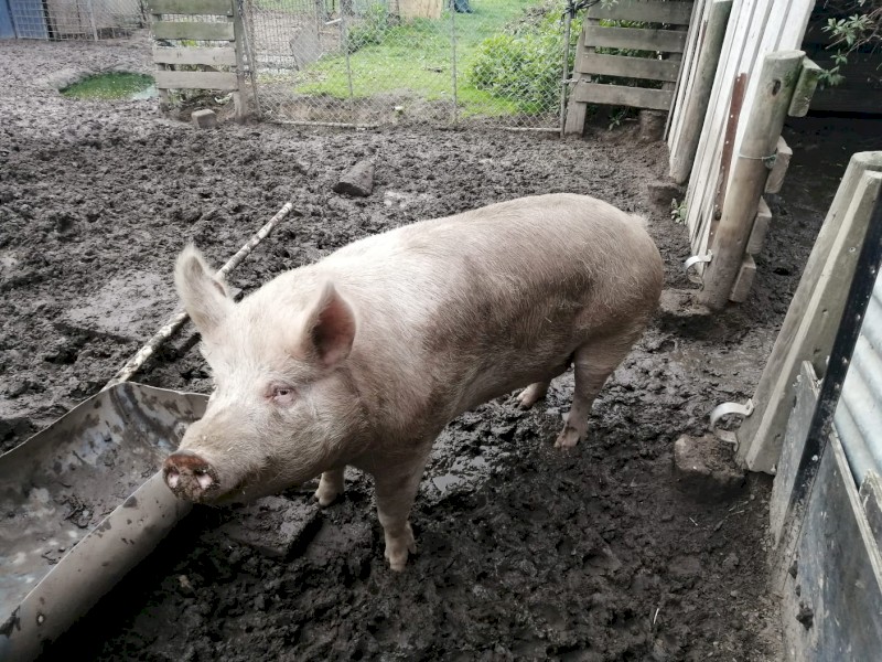 Salami Pig