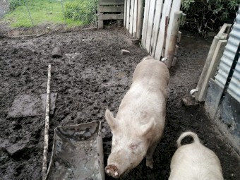 Salami Pig