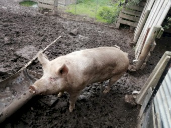 Salami Pig