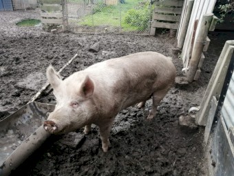 Salami Pig