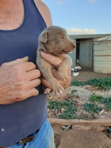 Kelpie Pups