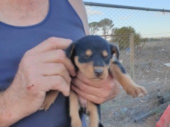 Kelpie Pups