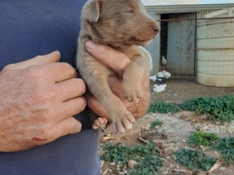 Kelpie Pups