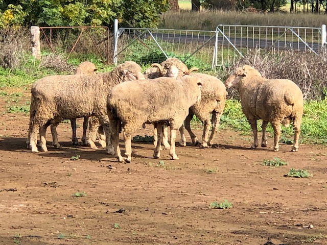 SAMM Rams Mixed Age 3-6