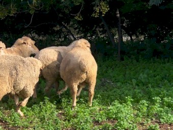 SAMM Rams Mixed Age 3-6