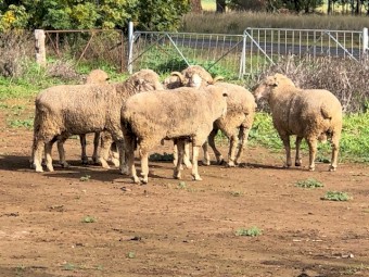 SAMM Rams Mixed Age 3-6