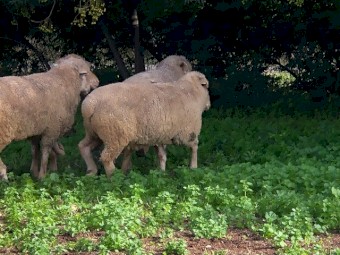 SAMM Rams Mixed Age 3-6