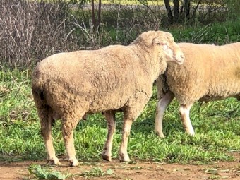 SAMM Rams Mixed Age 3-6