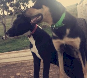 Working Kelpie