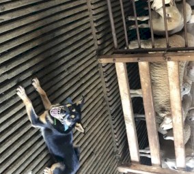 Working Kelpie