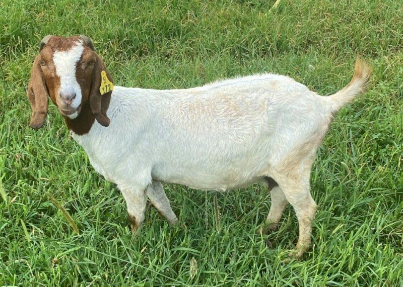 Registered Boer Breeding Does (Female) 