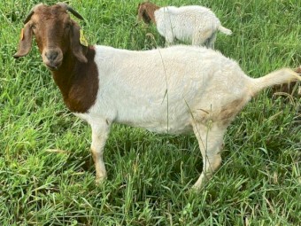 Registered Boer Breeding Does (Female) 