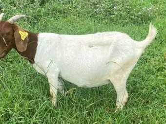 Registered Boer Breeding Does (Female) 