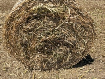 Shaftal Clover Hay - 4x4 Bales