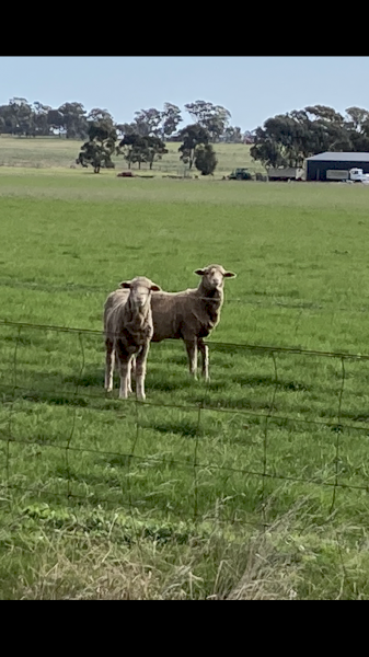 Merino Breeder Ewe Lambs