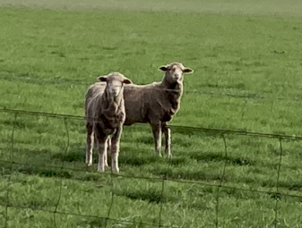 Merino Breeder Ewe Lambs