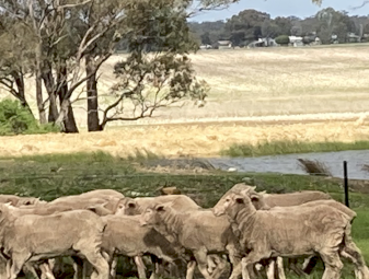 Merino Breeder Ewe Lambs