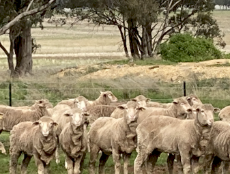 Merino Breeder Ewe Lambs