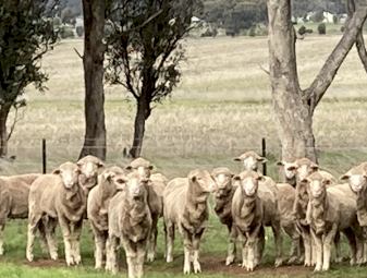 Merino Breeder Ewe Lambs