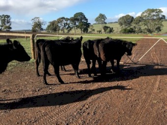 5 x 3 year old Angus cows PTIC