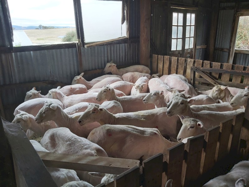  X bred Ewes
