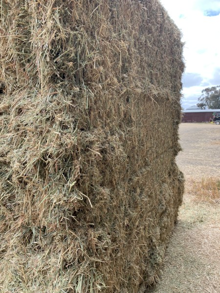 Clover Hay