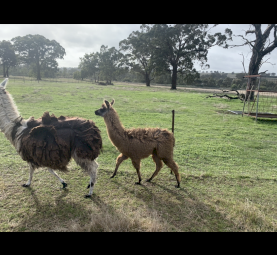 3 Male Gelding Llamas