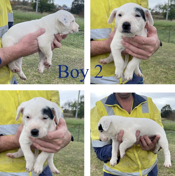 Purebred Australian Cattle Dog Pups