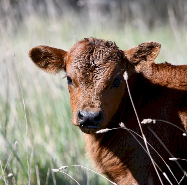 WANTED - Lease of 250-400acres Bacchus Marsh area