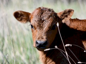 WANTED - Lease of 250-400acres Bacchus Marsh area