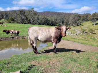 Stud beef shorthorn bull