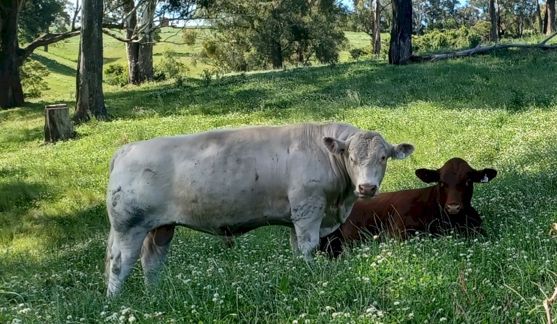 Wells beef stud shorthorn bull