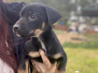 Kelpie puppies