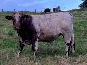Stud beef shorthorn bull