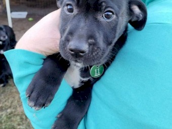 Labrador X Kelpie pups