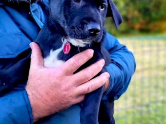 Labrador X Kelpie pups