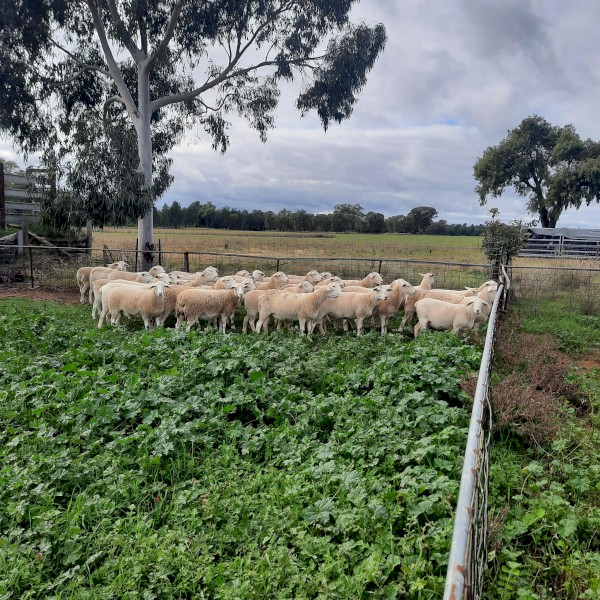 30 x    Australian White x White Dorper Ewe lambs
