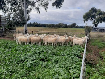 30 x    Australian White x White Dorper Ewe lambs