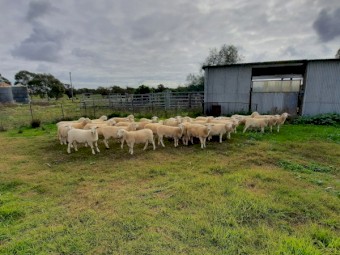 30 x    Australian White x White Dorper Ewe lambs