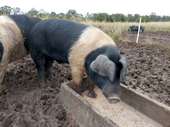 Wessex Saddleback Boars x 2