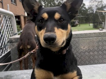 Kelpie's want to work