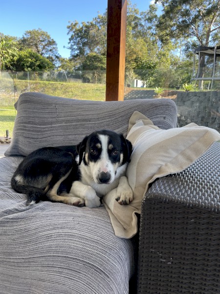 Border collie x kelpie