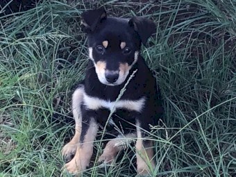 Kelpie pups