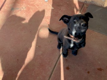 Kelpie X  Border Collie