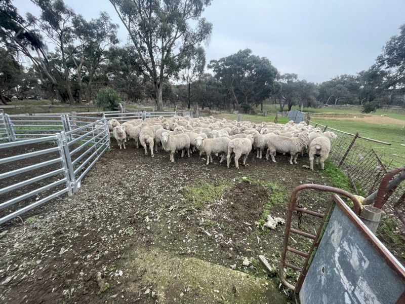 White Suffolk / Cross Merino 