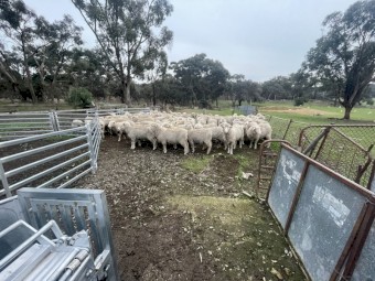 White Suffolk / Cross Merino 