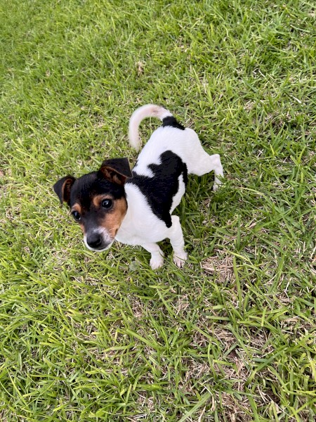Jack Russell x Mini Foxy 